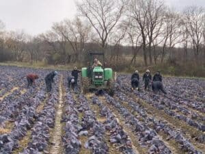 Tractor working in vegetable farm with workers planting crops in a field during daytime.
