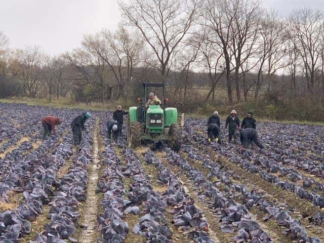 Tractor working in vegetable farm with workers planting crops in a field during daytime.