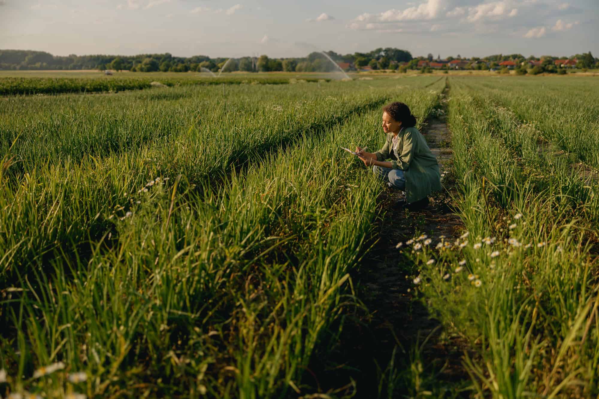 Fields of green vegetables being irrigated on a farm with a woman inspecting crops in the foreground during daytime.