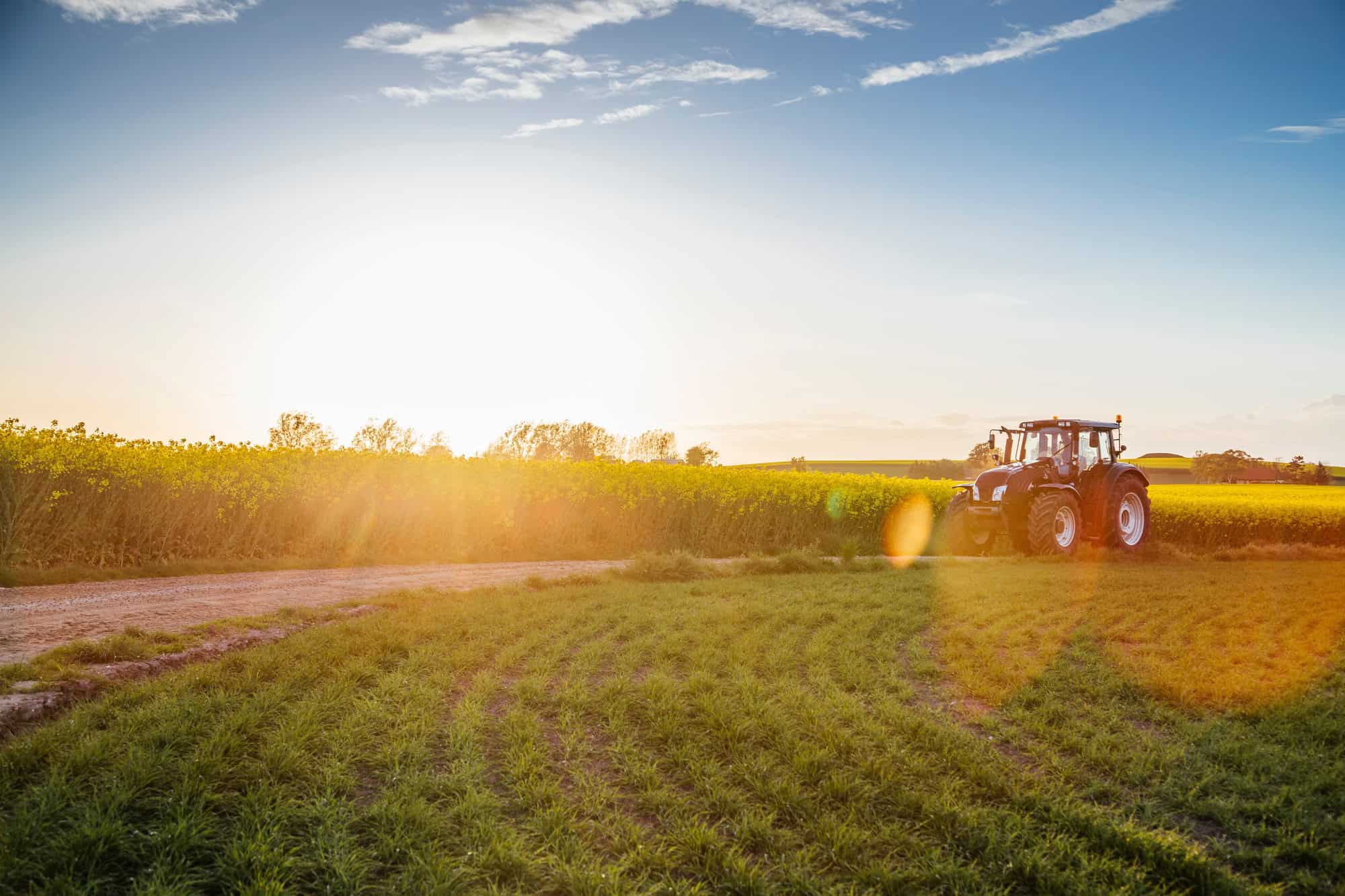 Farmer tractor cultivating vegetable crops on sunny day in agricultural field, representing New York State Vegetable Grower's Association.